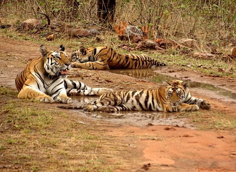 Golden Triangle, Khajuraho with Panna Tiger Reserve Tour